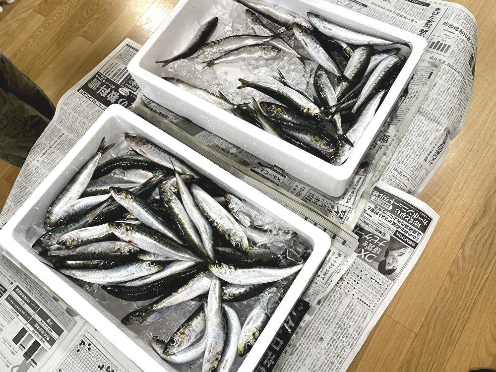 イワシ.jpg