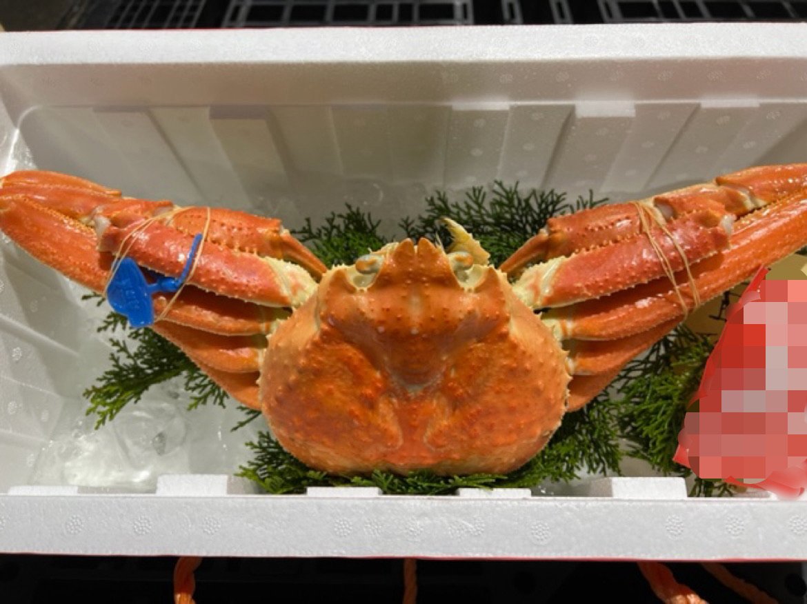 松葉ガニの初セリが行われました